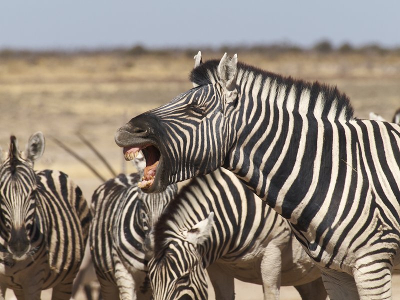 Etosha National Park, Zebra